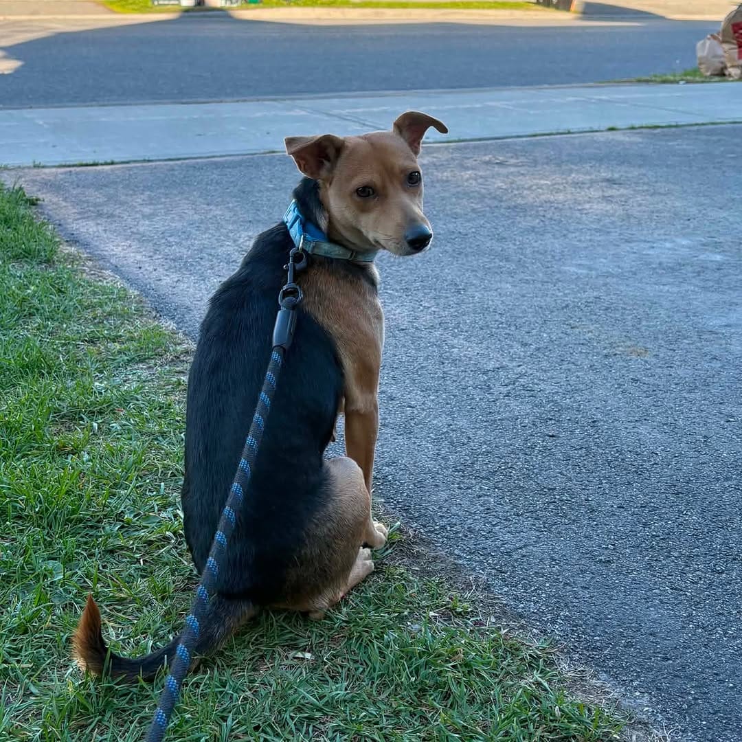 Post 4 by Sit With Me Rescue on Instagram (carousel)