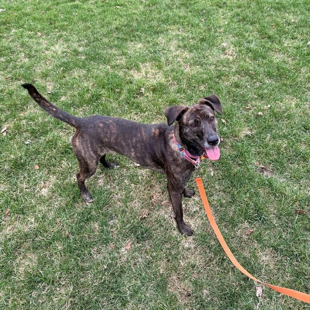 Post 6 by Sit With Me Rescue on Instagram (carousel)