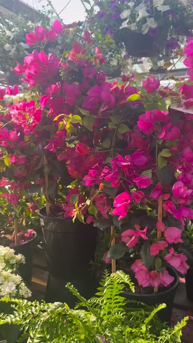 Post 8 by Tara McCarthy on Instagram (video)