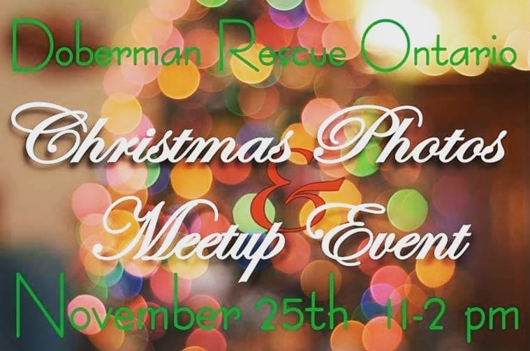 Post 5 by Doberman Rescue Ontario on Instagram (image)