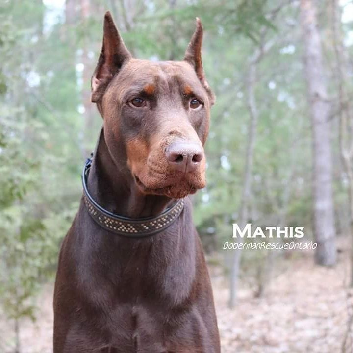 Post 10 by Doberman Rescue Ontario on Instagram (image)