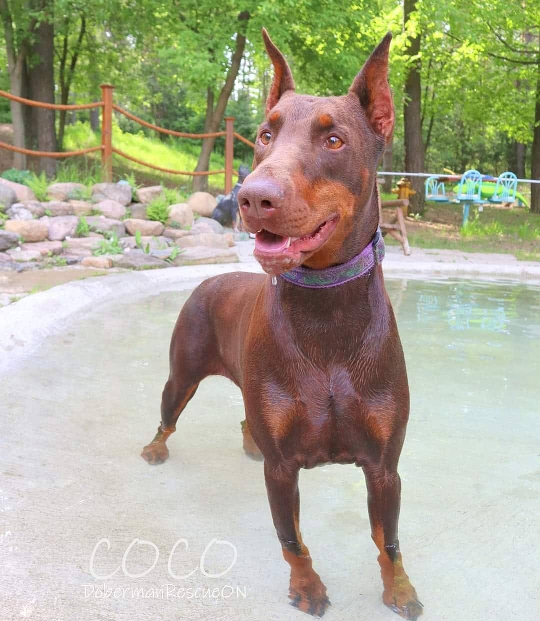 Post 1 by Doberman Rescue Ontario on Instagram (image)
