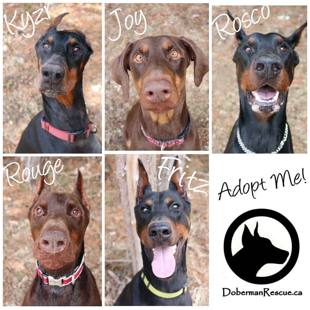 Post 3 by Doberman Rescue Ontario on Instagram (image)