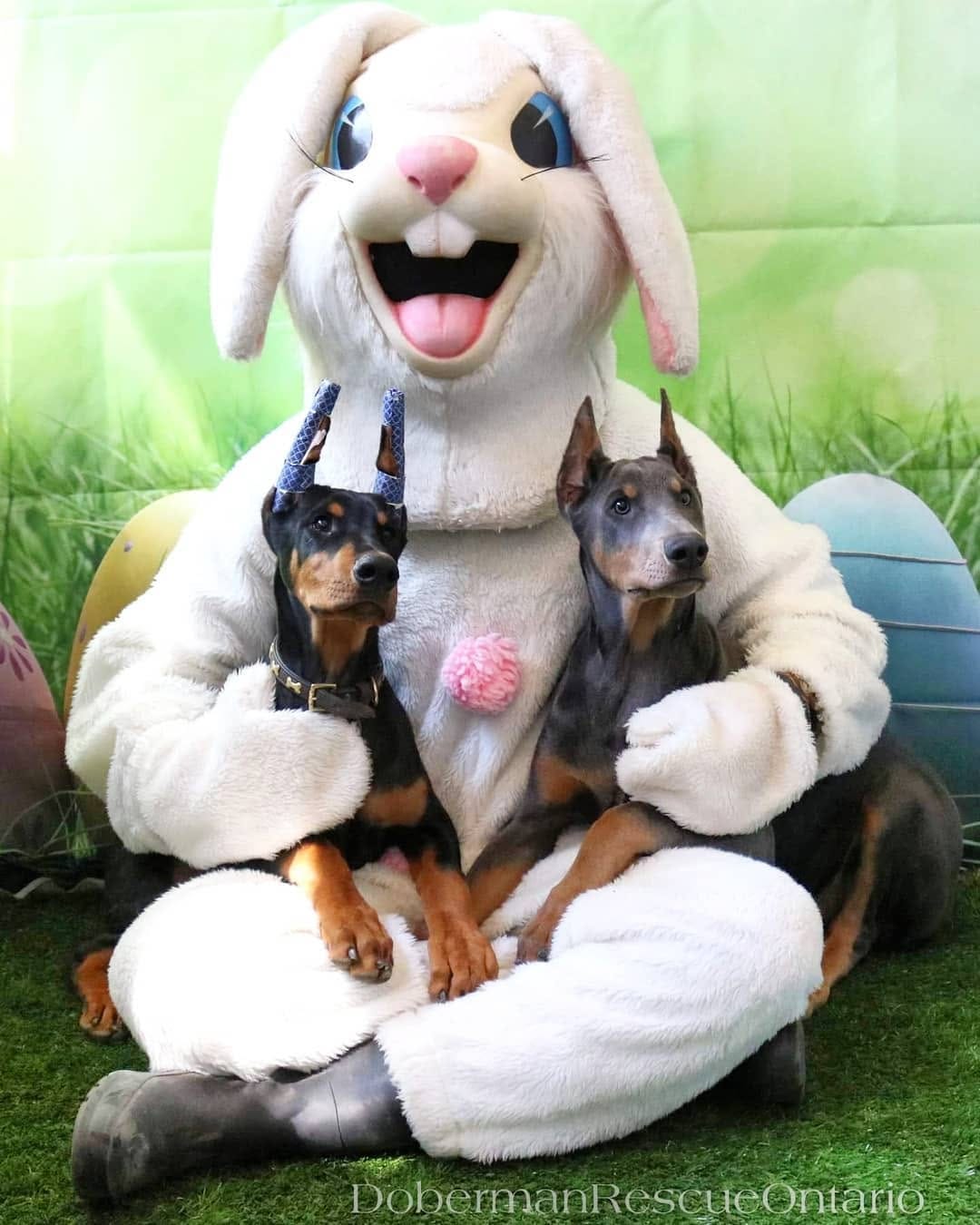 Post 7 by Doberman Rescue Ontario on Instagram (image)