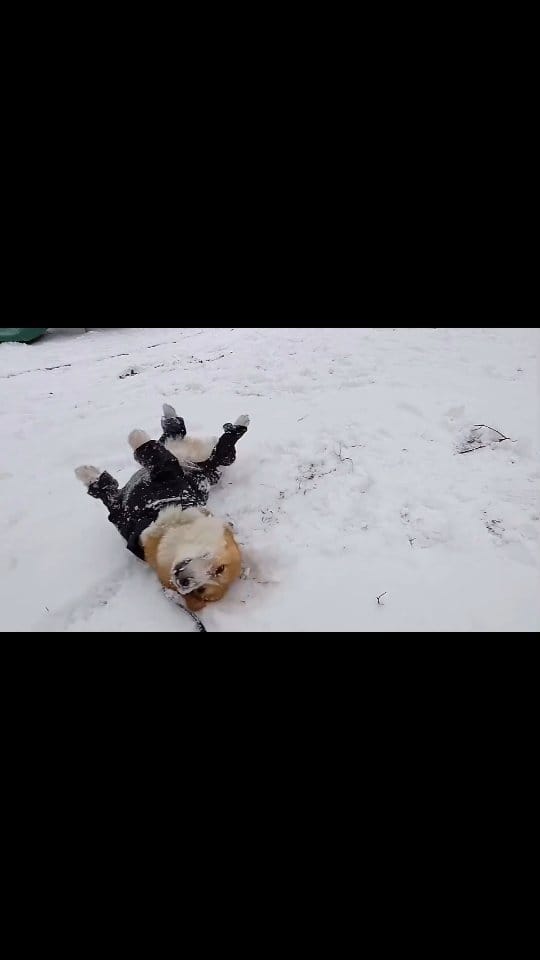 Post 2 by 416 | The Six | GTA on Instagram (video)