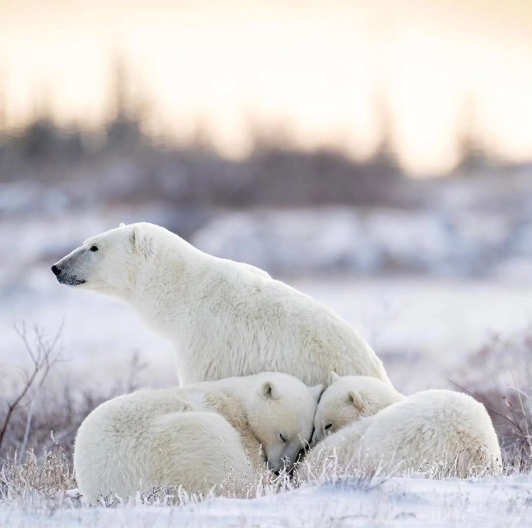 Post 4 by manitoba features 🇨🇦 on Instagram (image)
