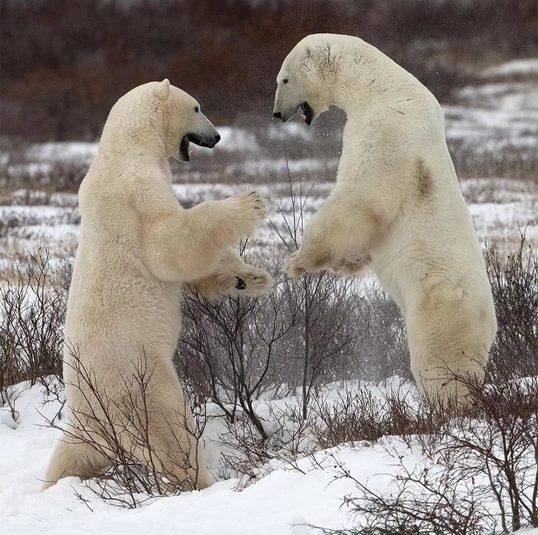 Post 9 by manitoba features 🇨🇦 on Instagram (image)