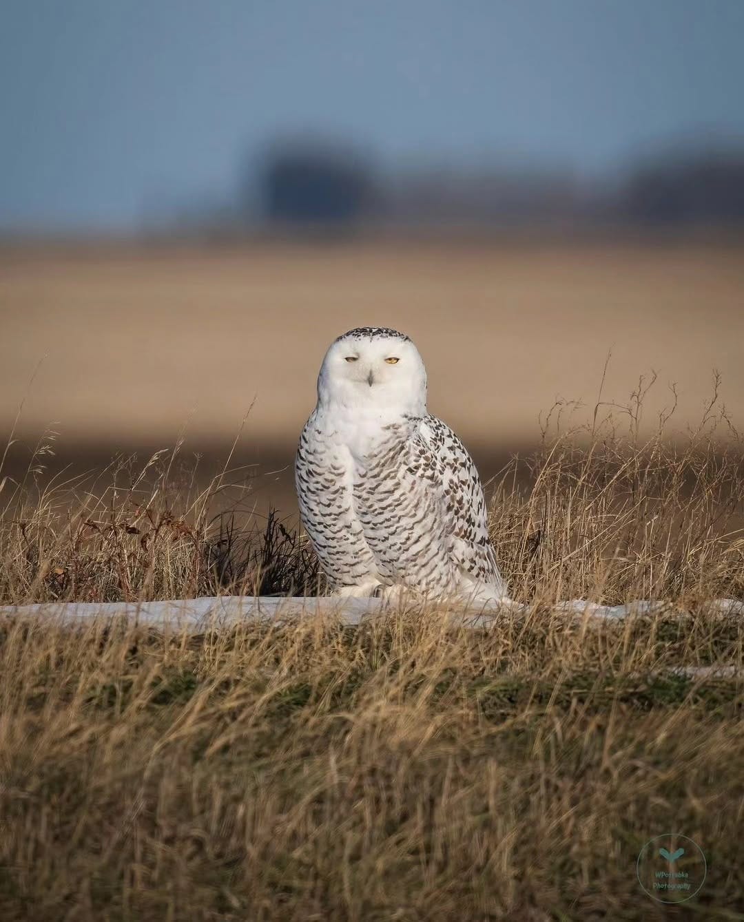 Post 7 by manitoba features 🇨🇦 on Instagram (image)