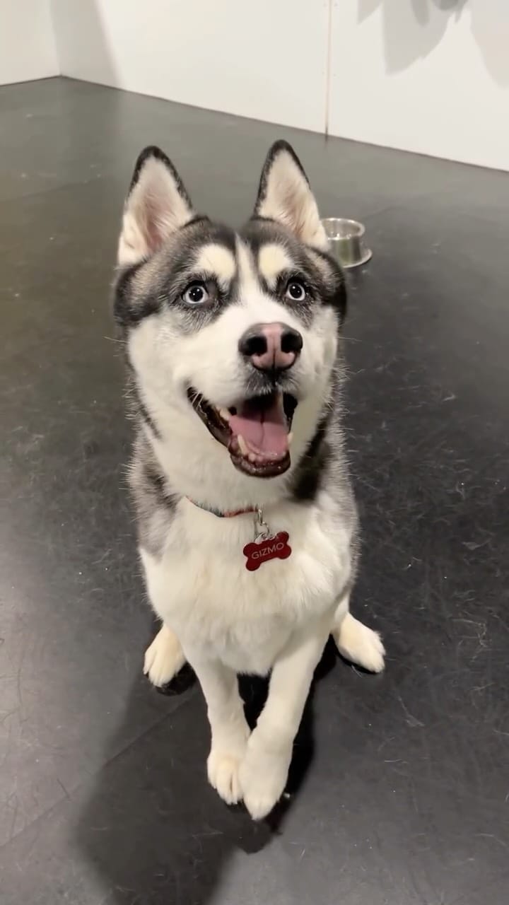 Post 1 by Halo Husky Haven on Instagram (video)