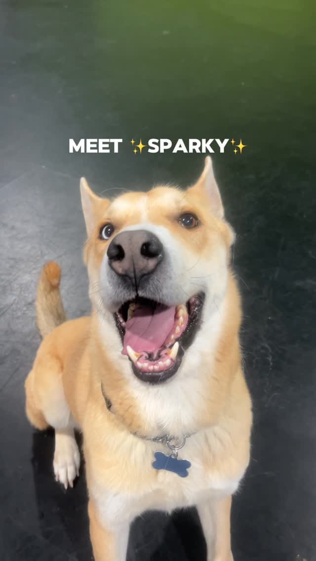 Post 4 by Halo Husky Haven on Instagram (video)
