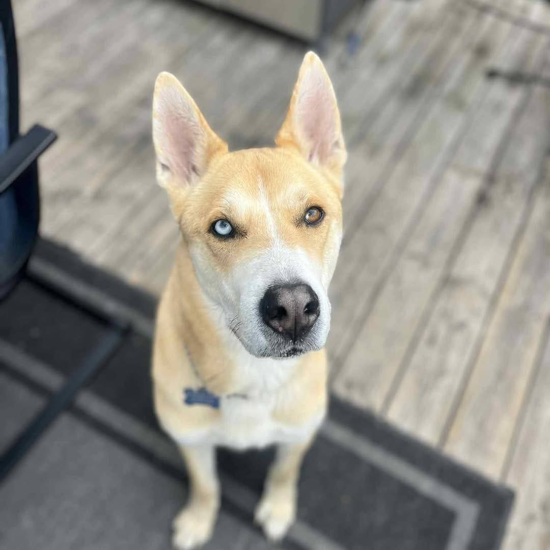Post 9 by Halo Husky Haven on Instagram (image)