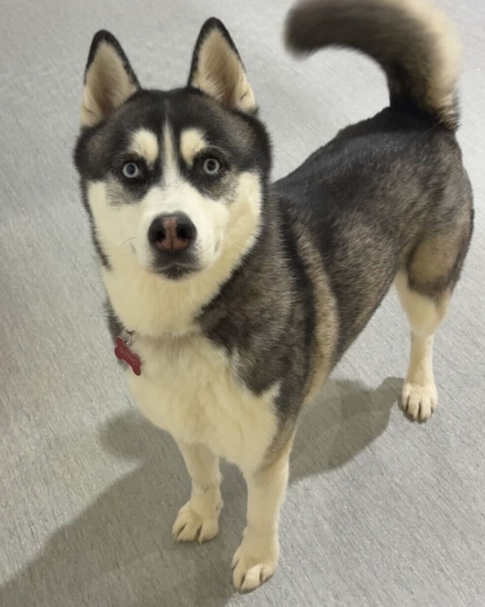 Post 5 by Halo Husky Haven on Instagram (carousel)