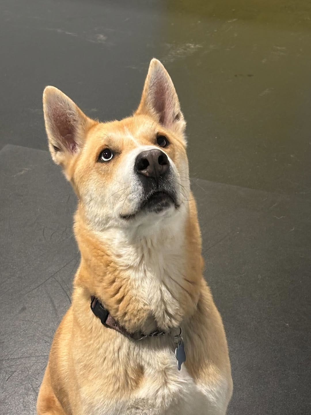 Post 8 by Halo Husky Haven on Instagram (carousel)