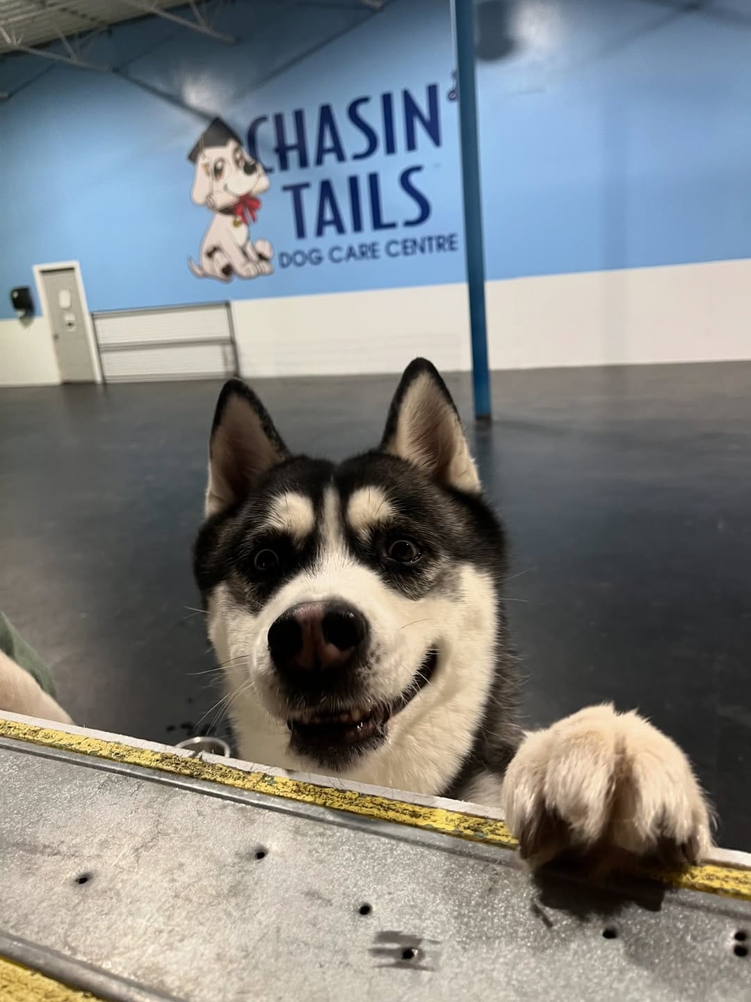 Post 2 by Halo Husky Haven on Instagram (carousel)