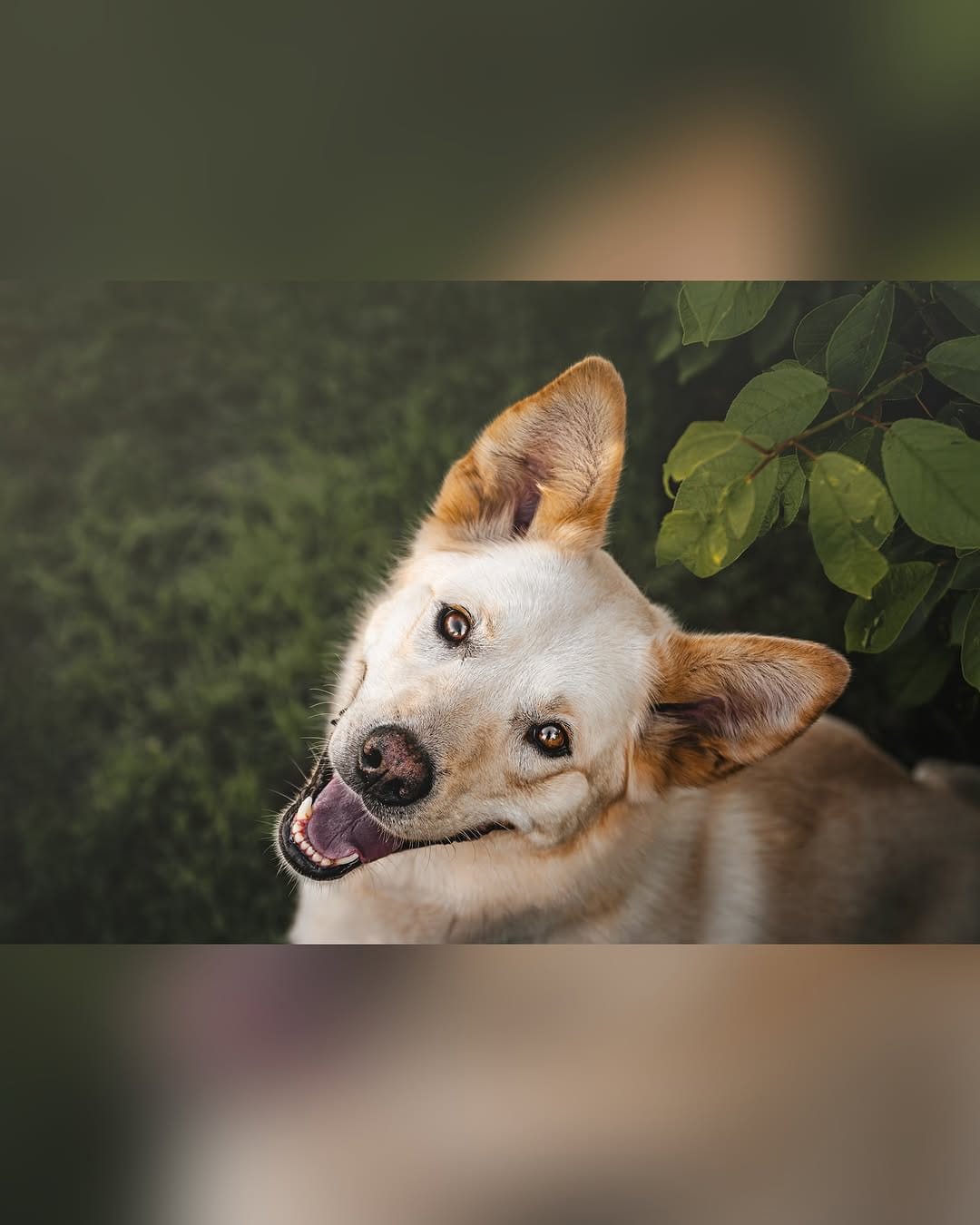 Post 10 by Halo Husky Haven on Instagram (image)