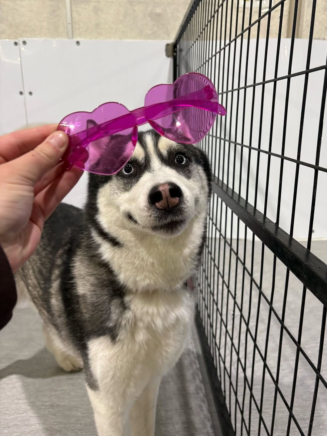 Post 3 by Halo Husky Haven on Instagram (carousel)