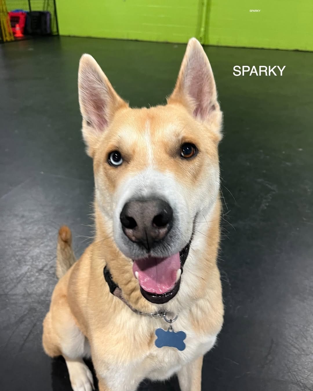 Post 7 by Halo Husky Haven on Instagram (carousel)