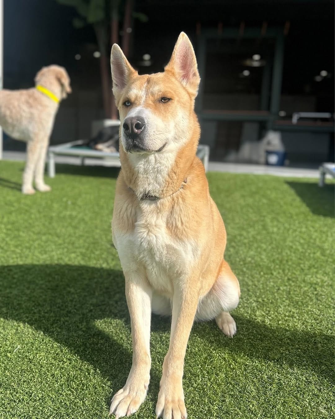 Post 6 by Halo Husky Haven on Instagram (carousel)