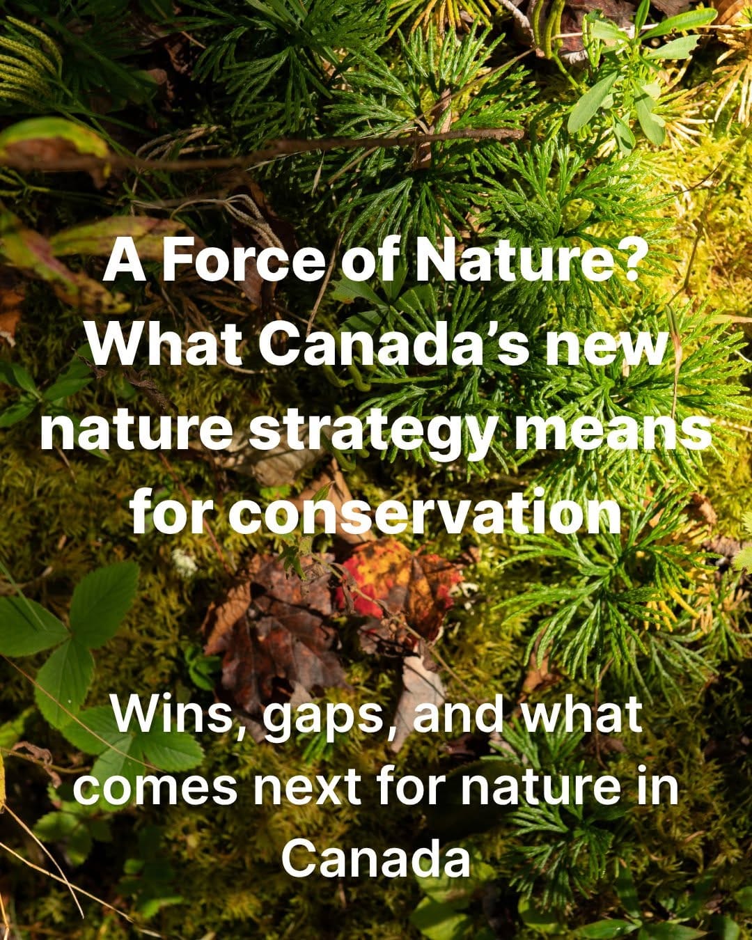 Post 7 by CPAWS • SNAP Canada on Instagram (carousel)