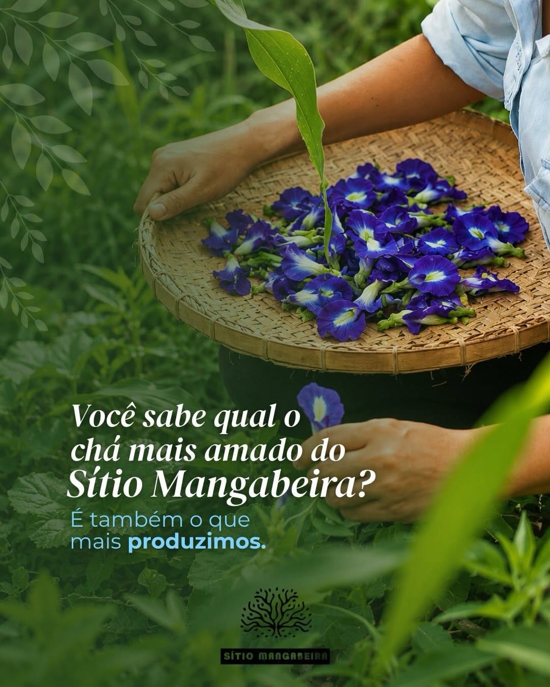 Post 1 by Sítio Mangabeira | Agroflorestal on Instagram (carousel)