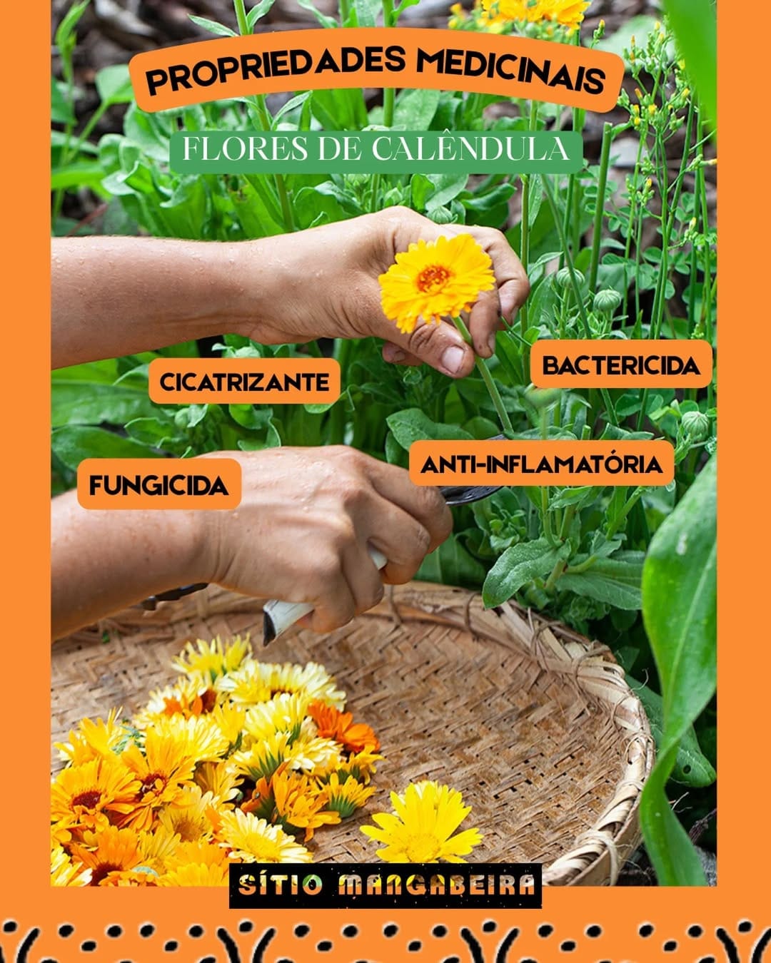 Post 9 by Sítio Mangabeira | Agroflorestal on Instagram (image)