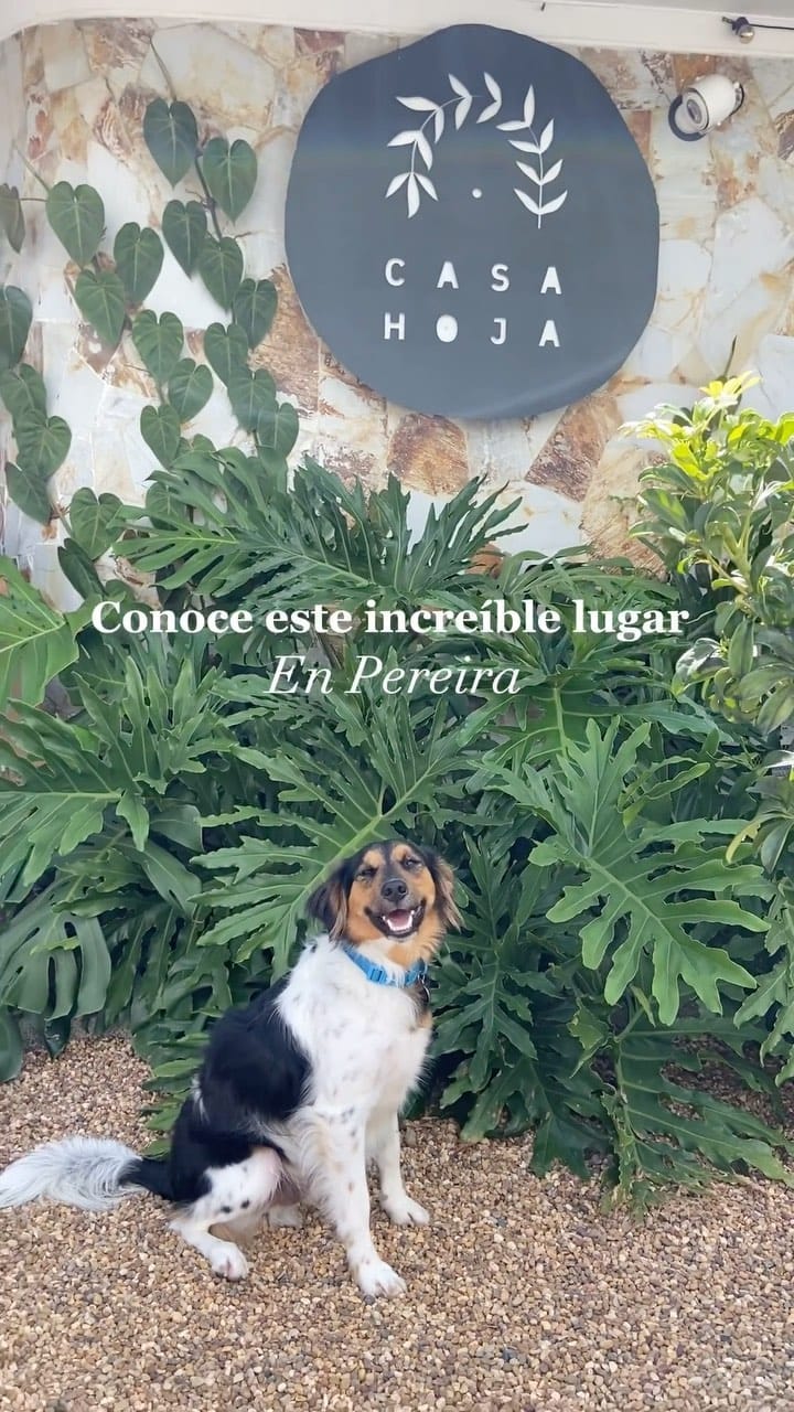 Post 10 by c a s a h o j a on Instagram (video)