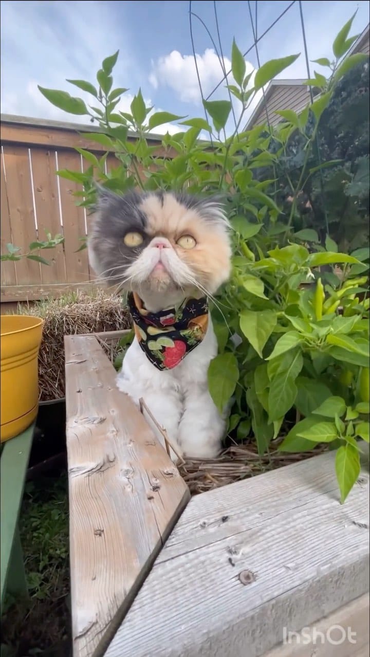 Post 8 by Pippin Took on Instagram (video)