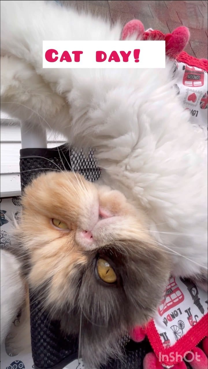 Post 6 by Pippin Took on Instagram (video)