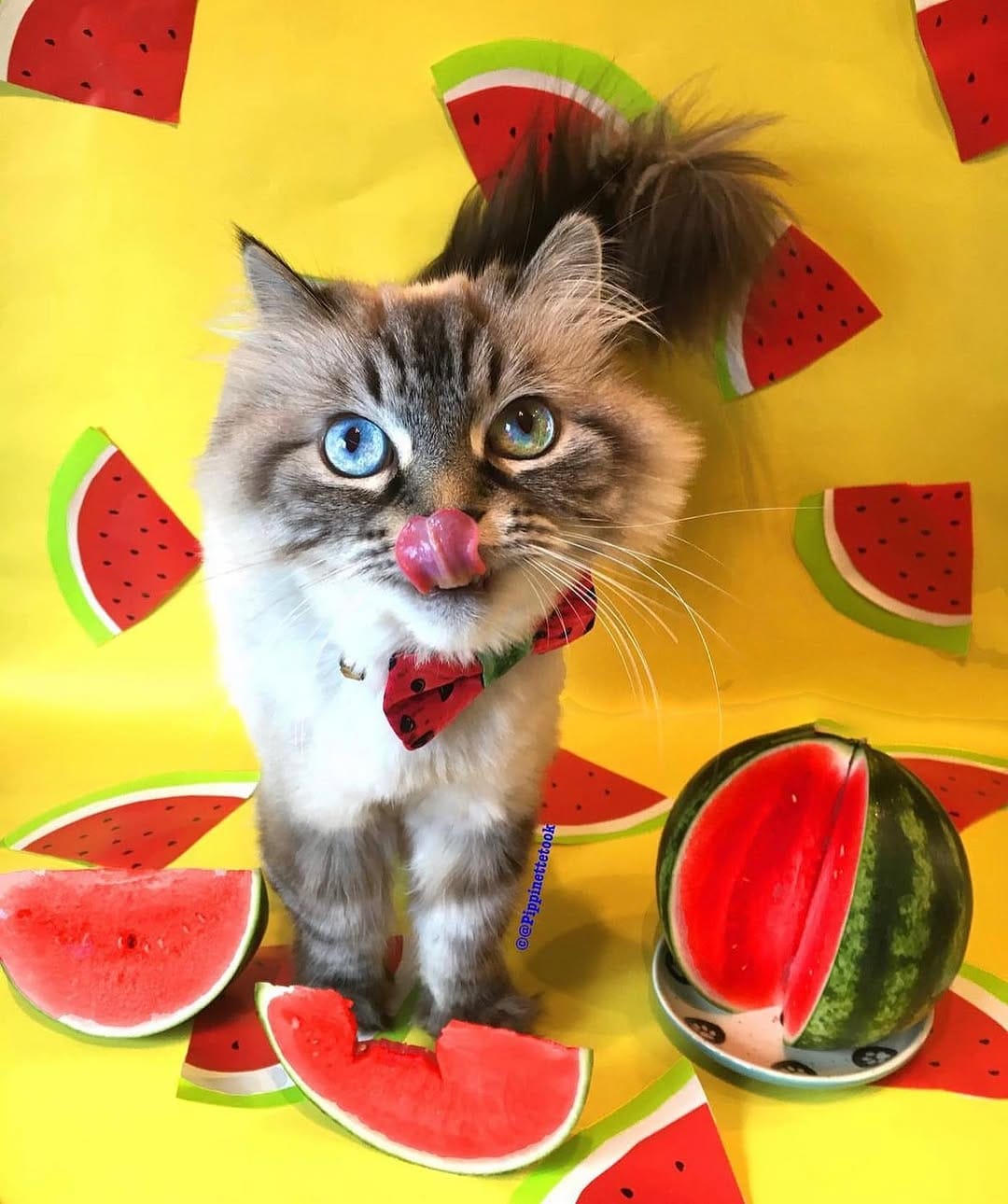 Post 7 by Pippin Took on Instagram (image)