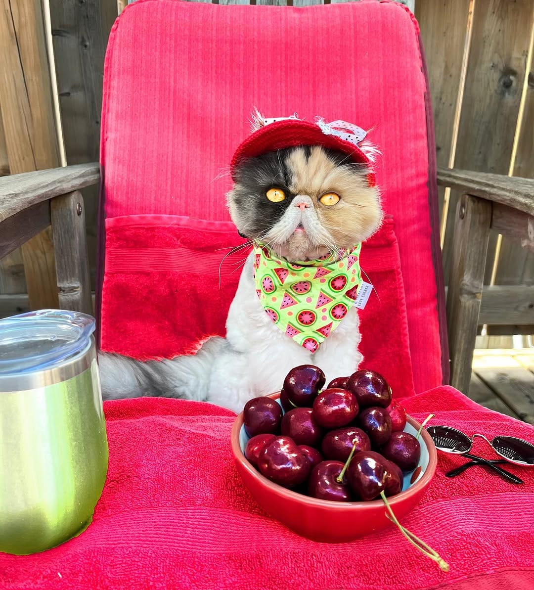 Post 4 by Pippin Took on Instagram (image)