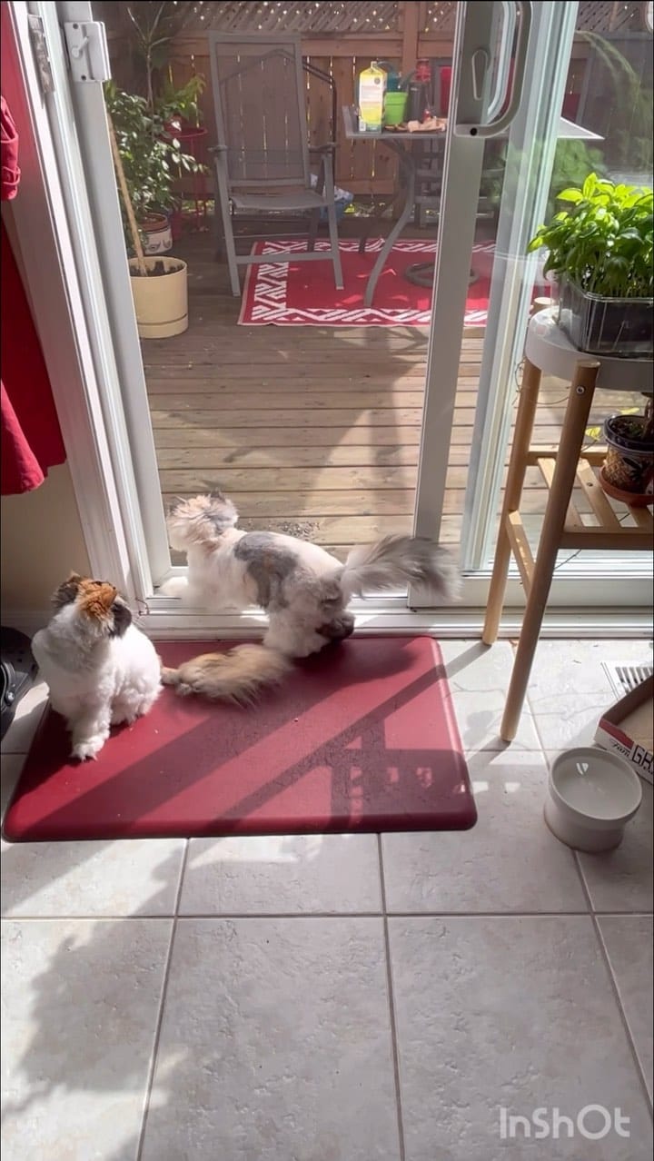Post 3 by Pippin Took on Instagram (video)