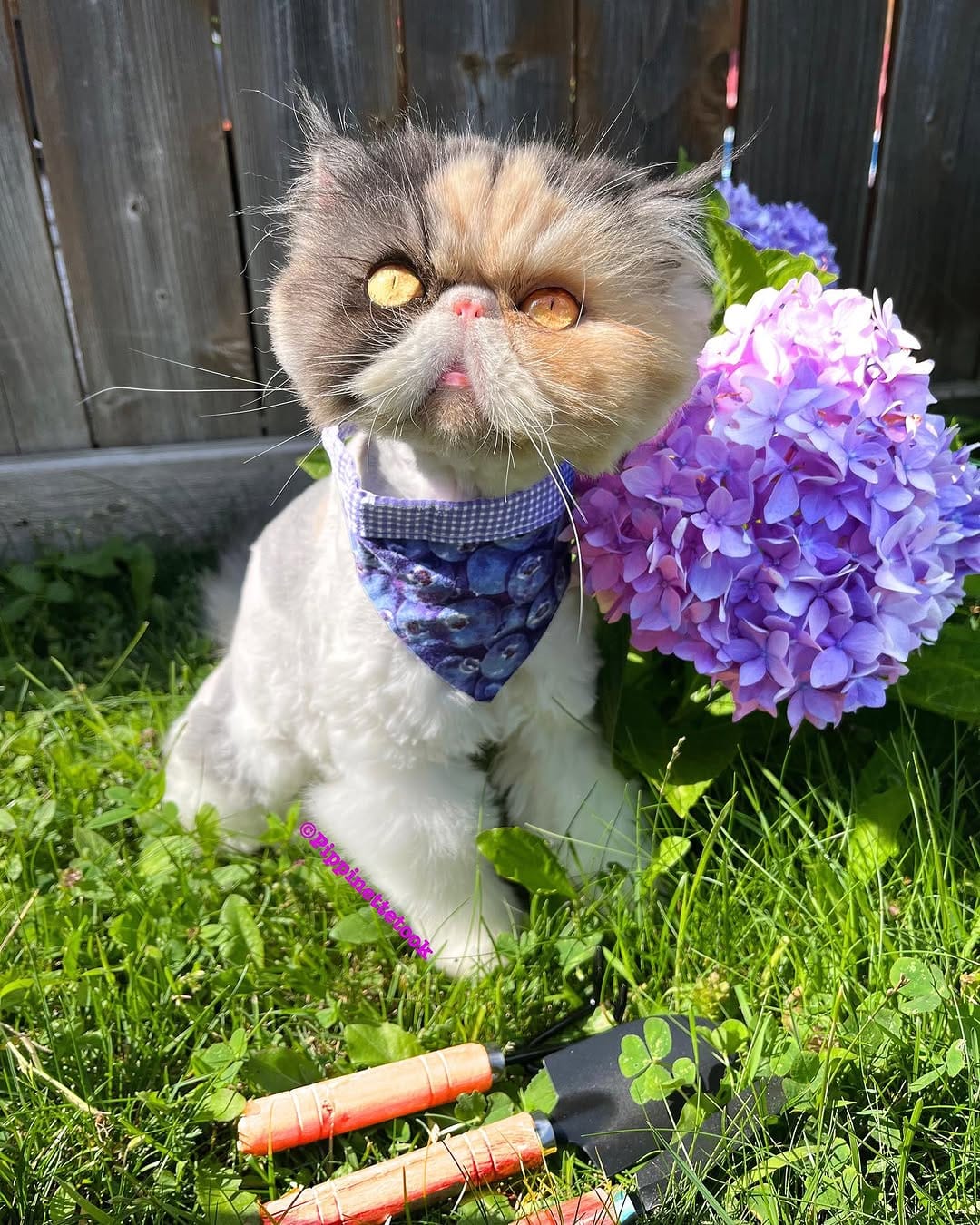 Post 9 by Pippin Took on Instagram (image)