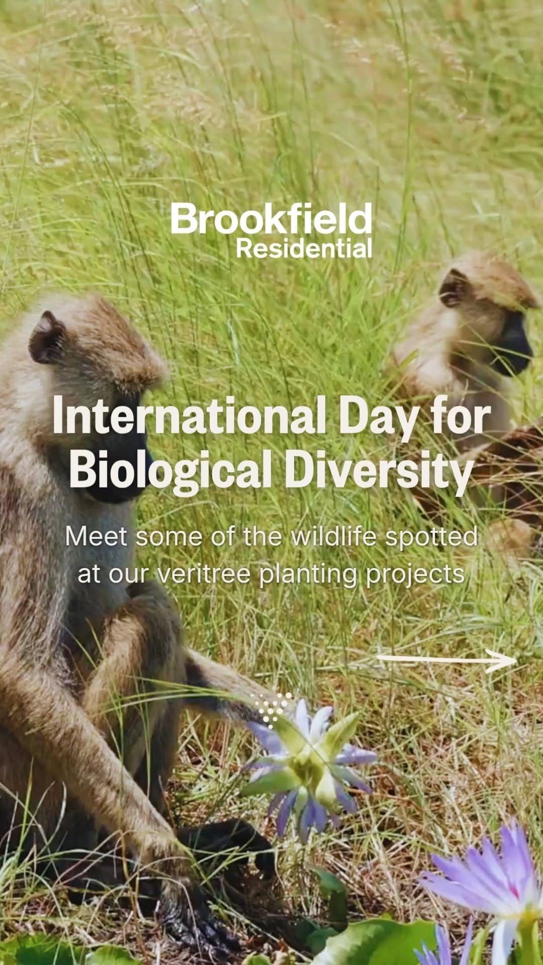 Post 6 by Brookfield YEG on Instagram (video)