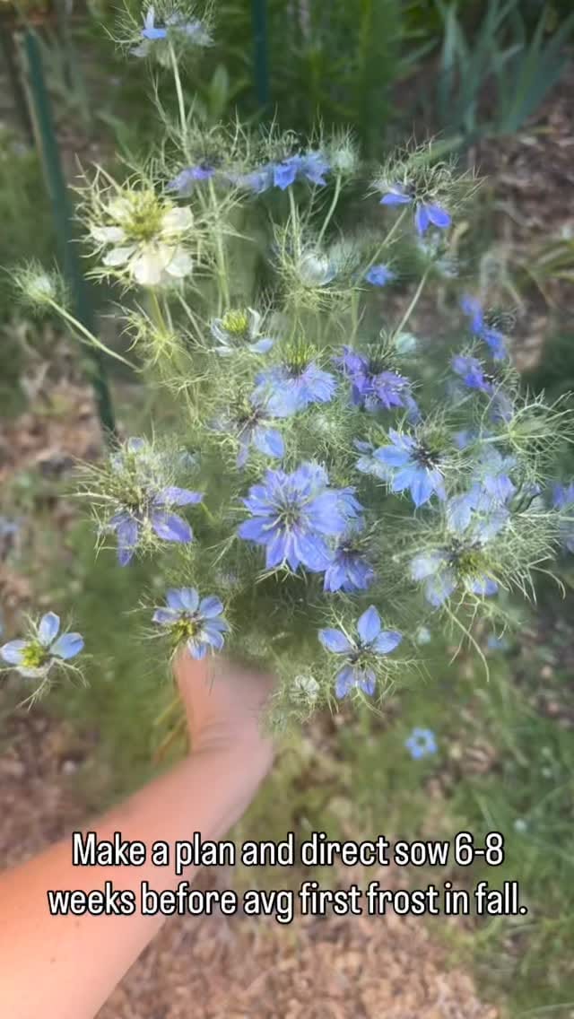 Post 9 by Brianna Evans - Georgia Local Flowers & Veggies on Instagram (video)