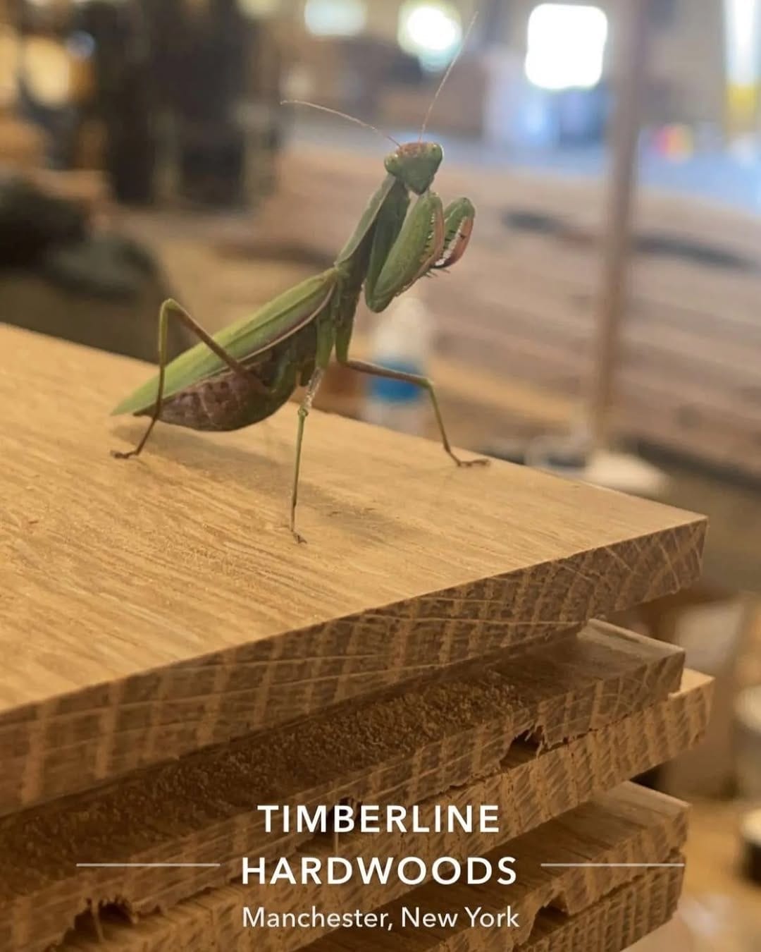 Post 5 by Timberline Hardwood Floors LLC on Instagram (image)