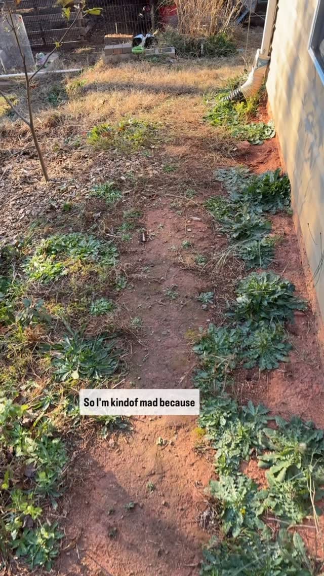 Post 7 by Set Apart Home and Garden Services on Instagram (video)