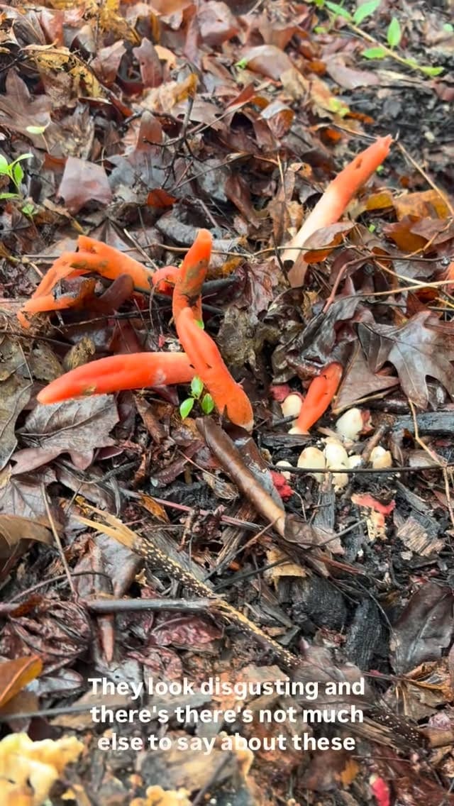 Post 3 by Set Apart Home and Garden Services on Instagram (video)