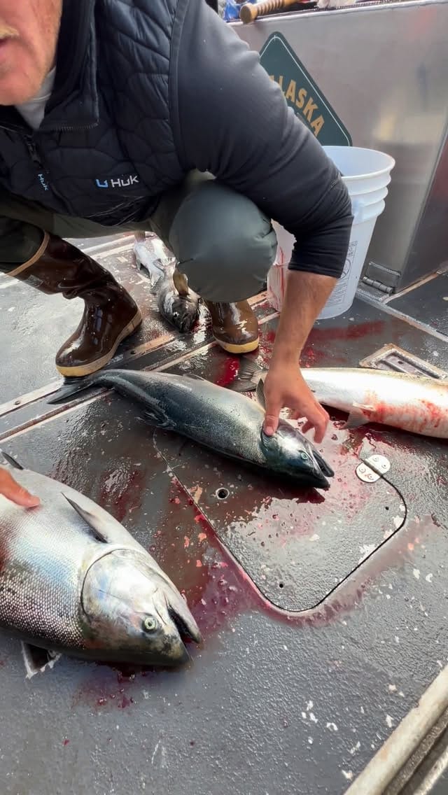 Post 9 by CAST ALASKA CHARTERS & LODGE on Instagram (video)