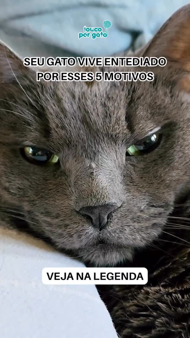 Post 9 by loucoporgato on Instagram (video)