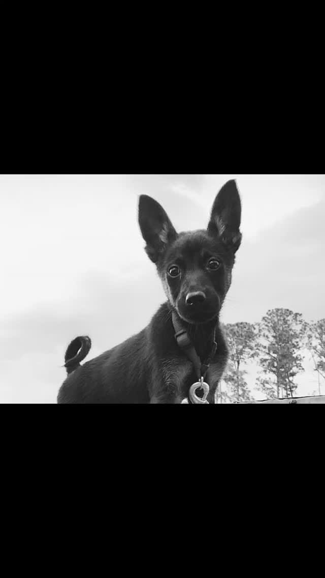 Post 1 by BoBo the Malinois on Instagram (video)