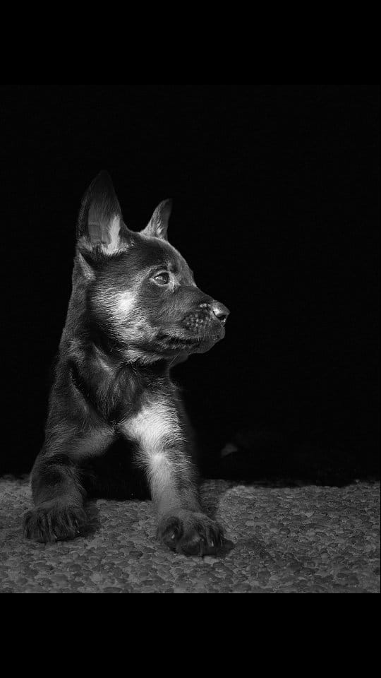 Post 6 by BoBo the Malinois on Instagram (video)