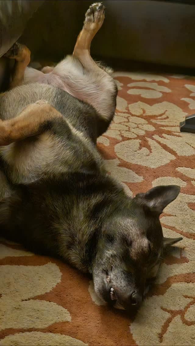 Post 2 by BoBo the Malinois on Instagram (video)
