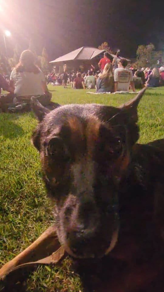 Post 9 by BoBo the Malinois on Instagram (video)