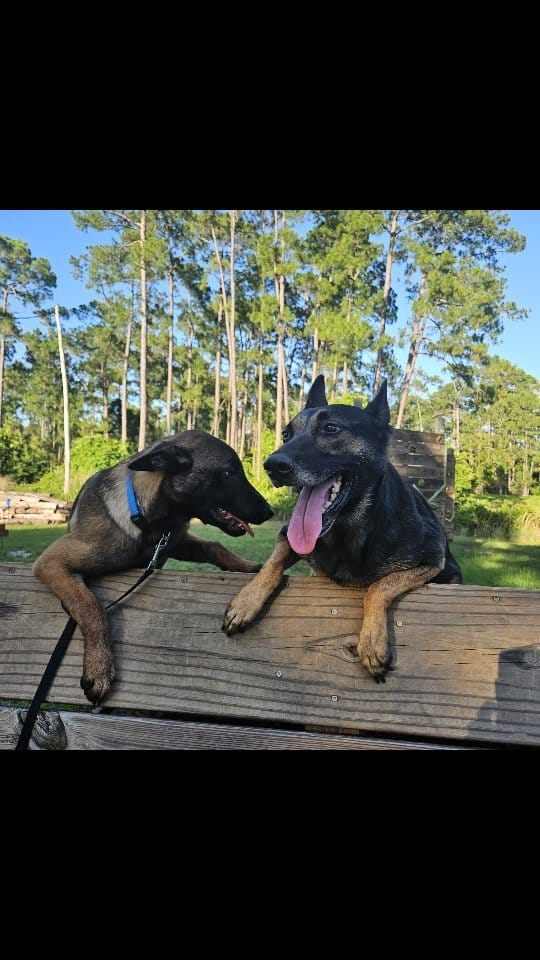 Post 10 by BoBo the Malinois on Instagram (video)