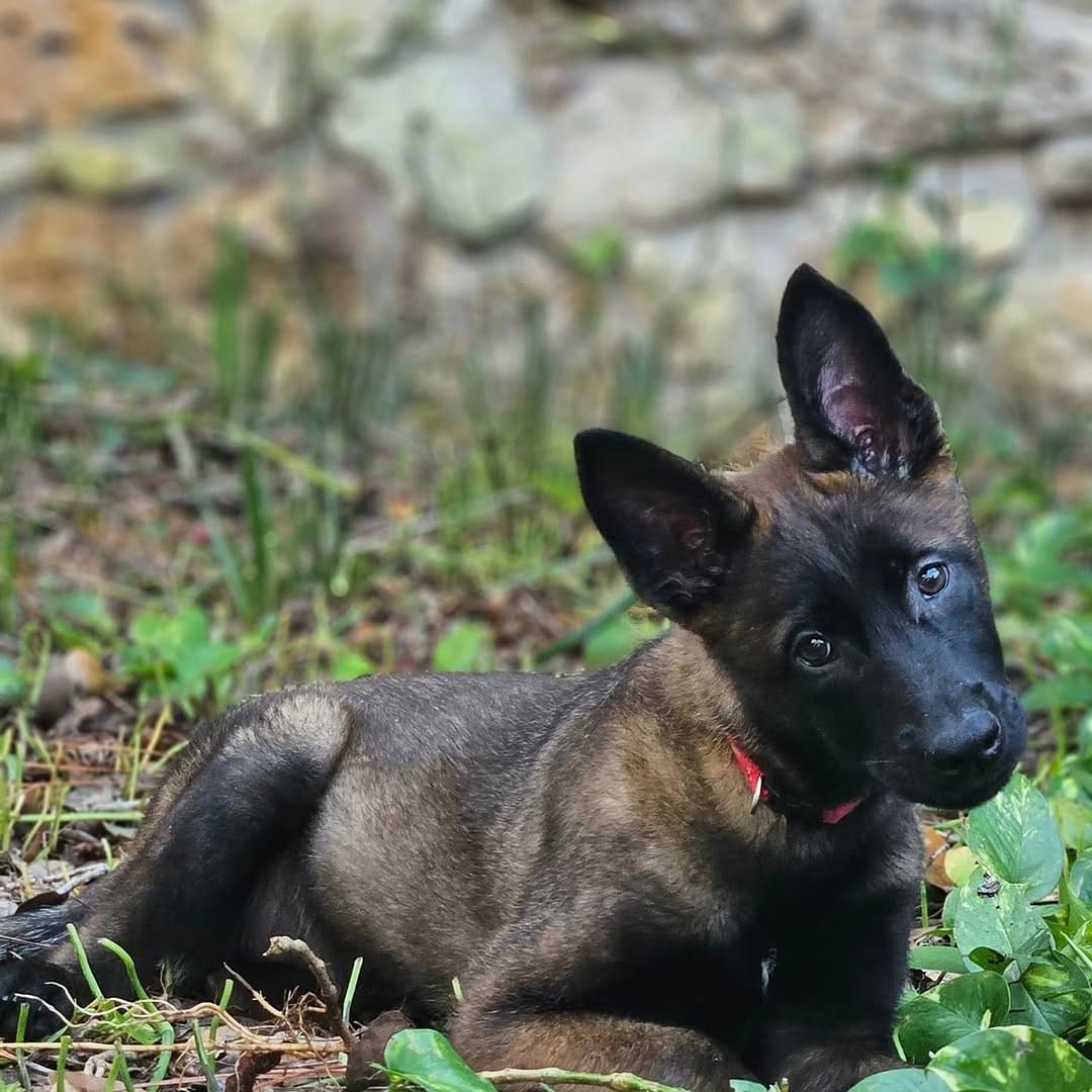 Post 4 by BoBo the Malinois on Instagram (carousel)