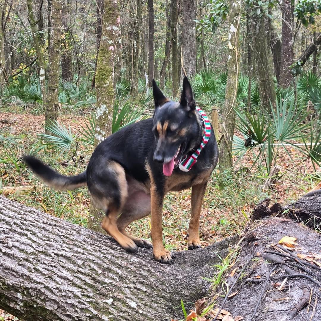 Post 5 by BoBo the Malinois on Instagram (image)