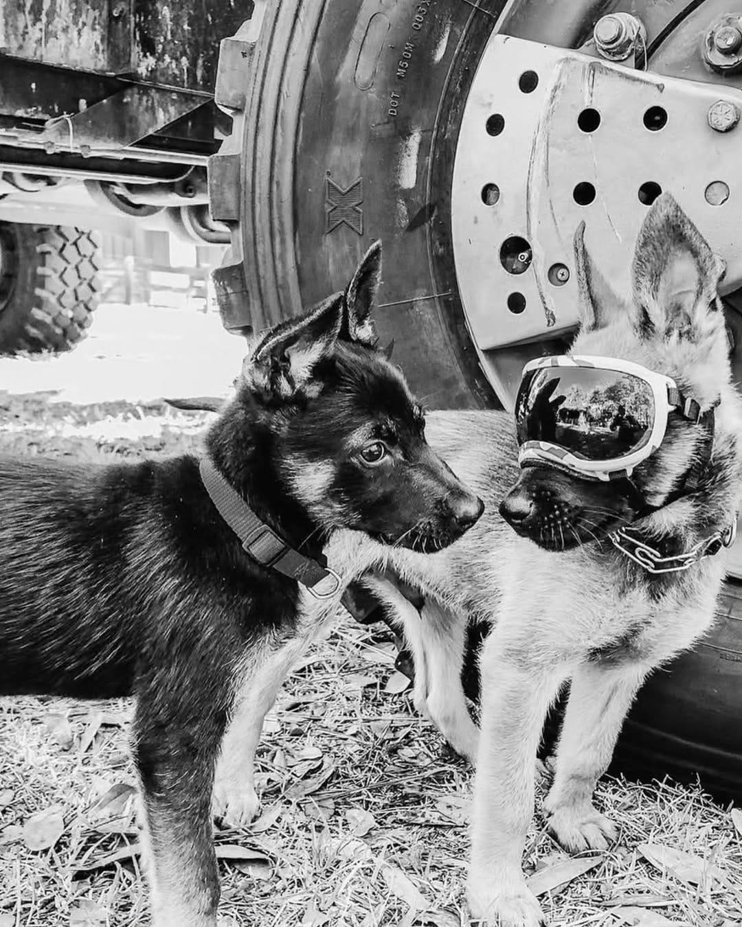Post 3 by BoBo the Malinois on Instagram (image)