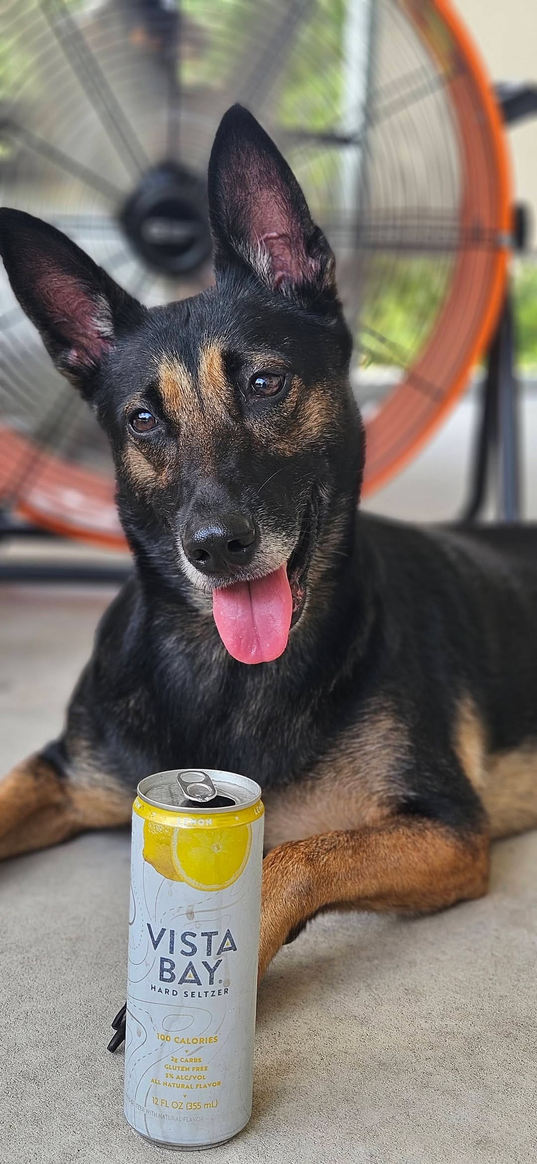 Post 8 by BoBo the Malinois on Instagram (video)