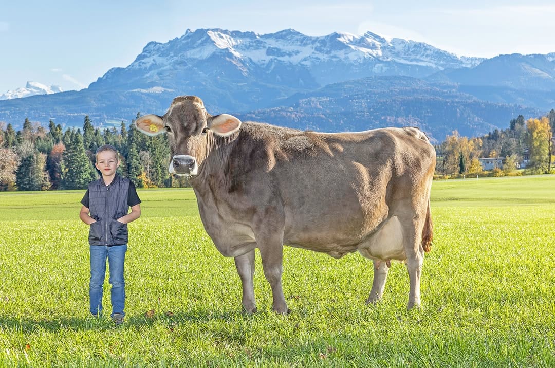 Post 5 by Braunvieh Schweiz on Instagram (image)