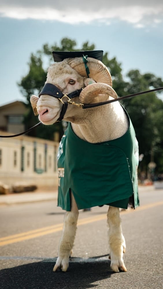 Post 1 by CAM the Ram on Instagram (video)